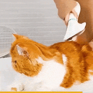 Secador pelo portátil 2 en 1 para mascotas
